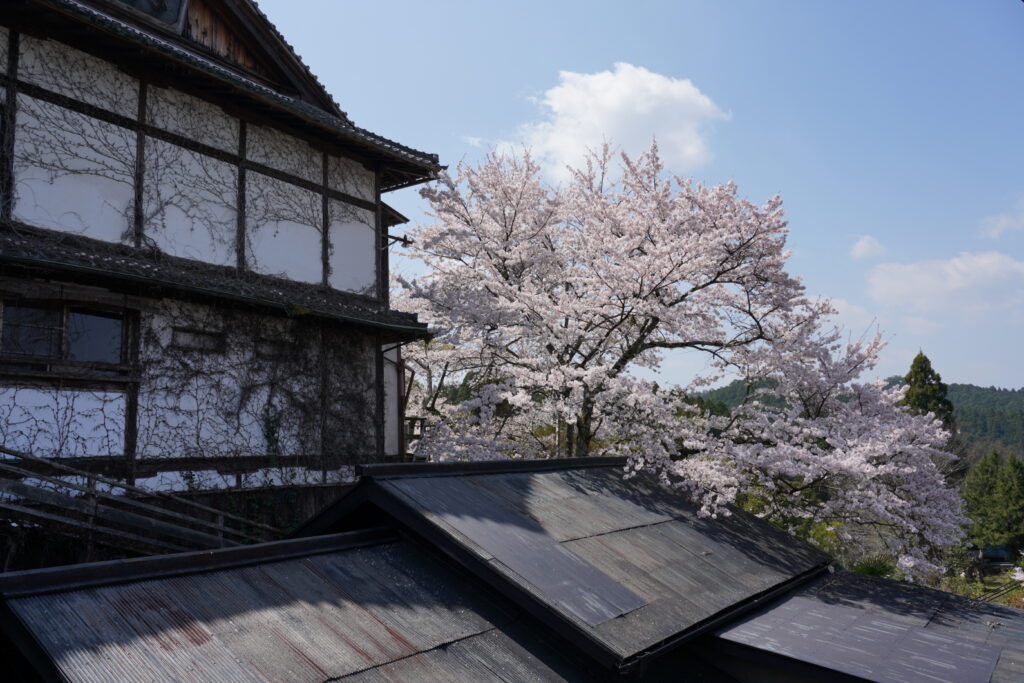 野良桜
