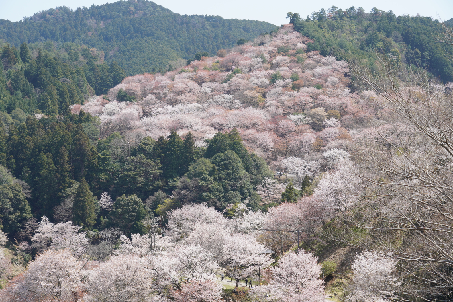 山肌を染める