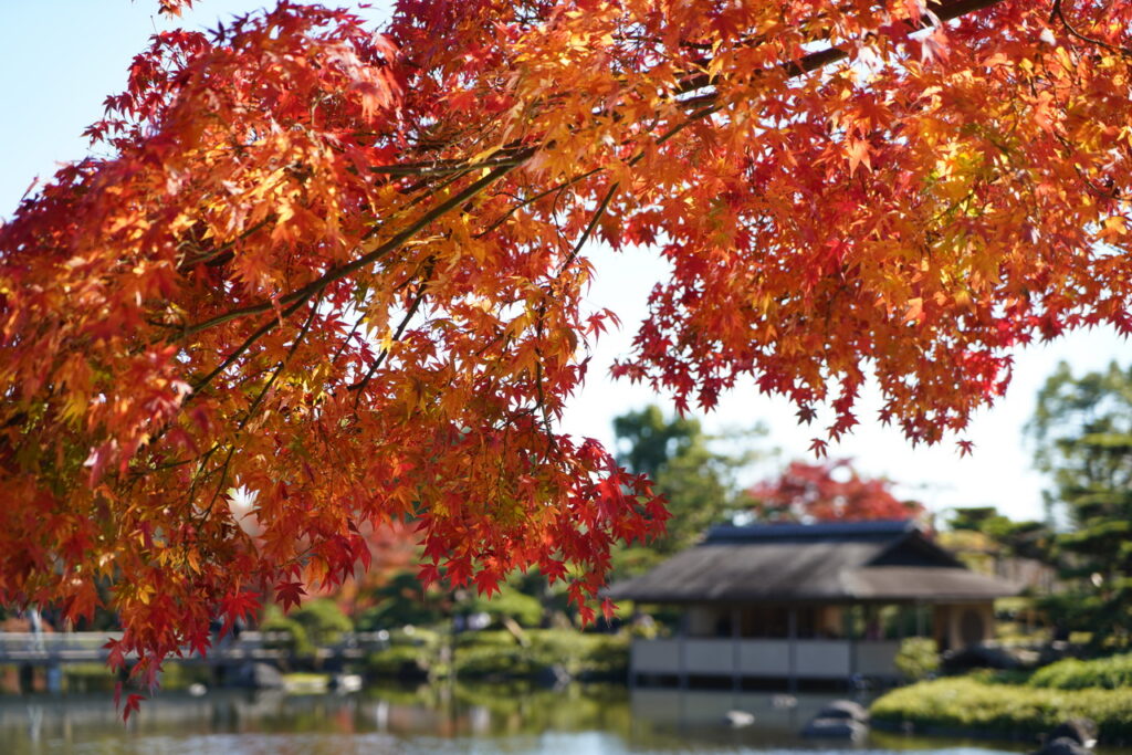 水面写るもみじ