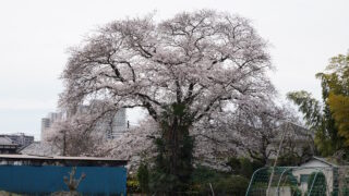 ご近所桜