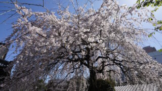 浄運寺のしだれ桜