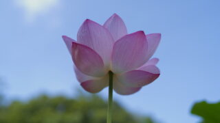 大賀ハス開花