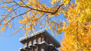 日本大通りのイチョウ