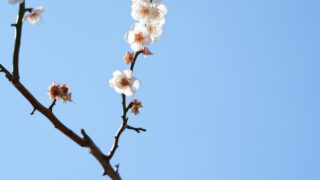 大倉山の梅満開