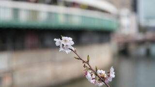 都橋商店街に春が来た