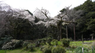 長興山紹太寺のしだれ桜